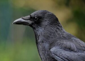 Is crow halal or haram to eat?
